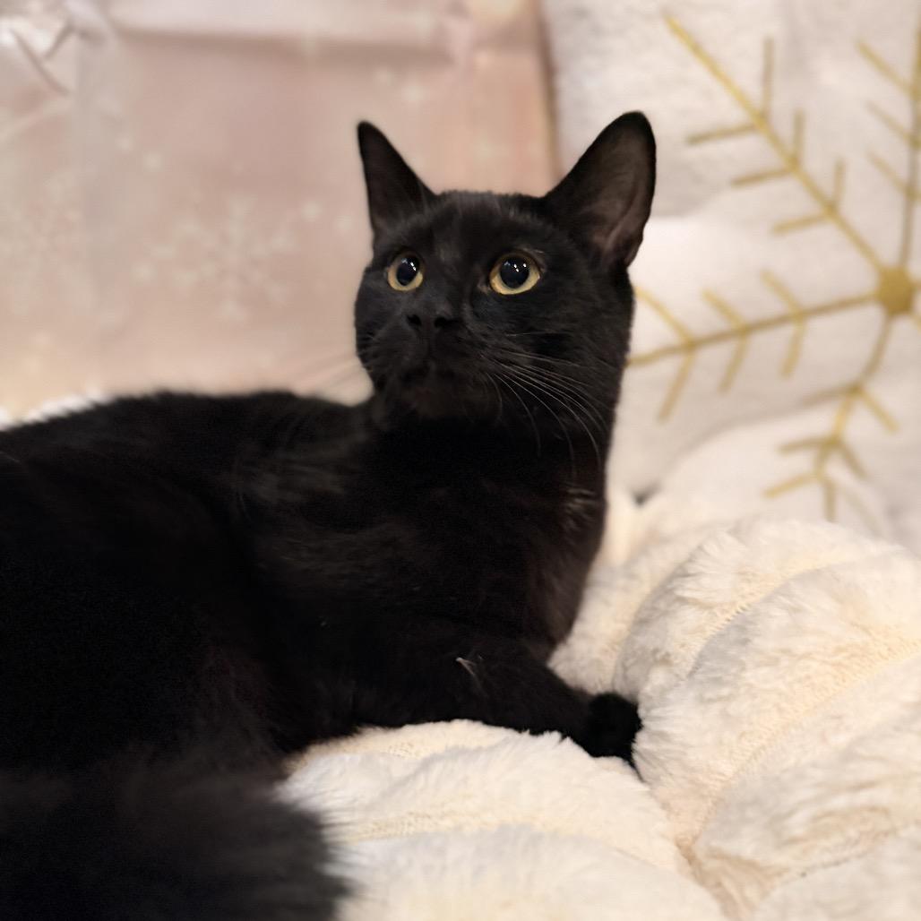 Arcee, a Adoptable Domestic Short Hair in Pasadena , MD image 6/6