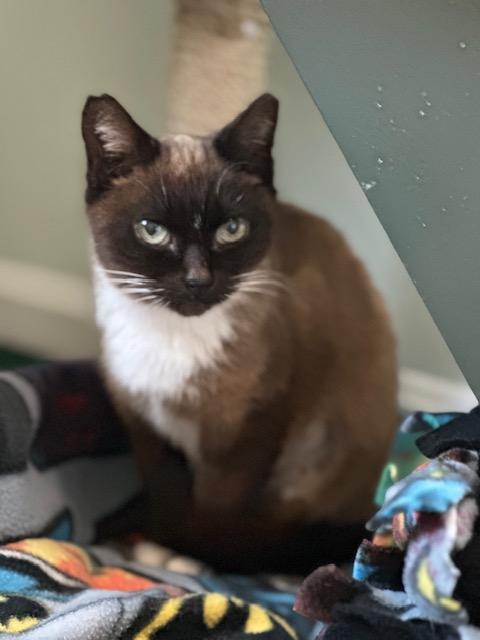 Aine, Adoptable, Adult Female Siamese & Burmese.