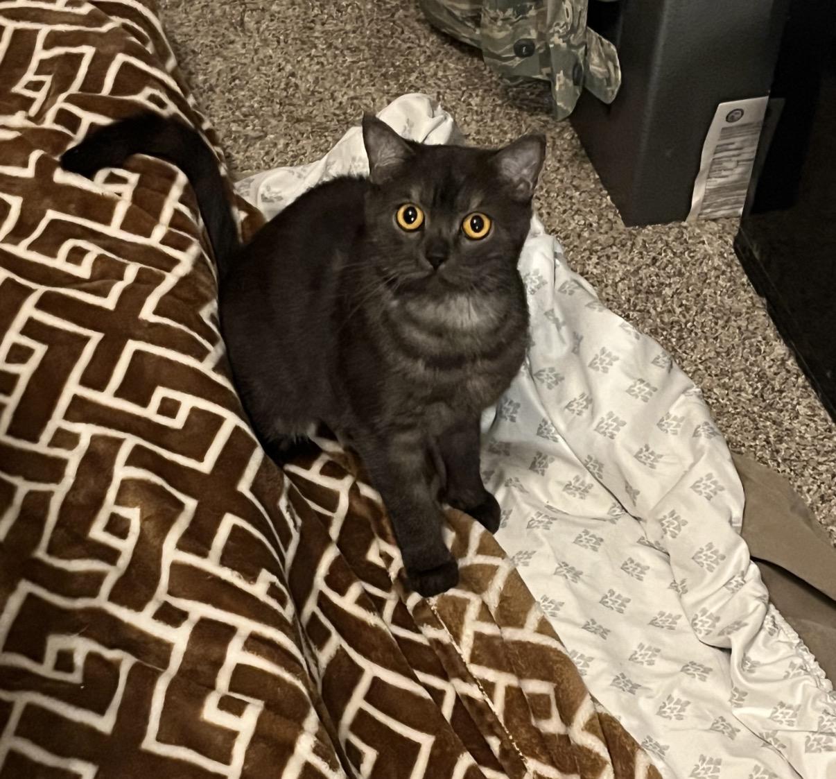 Anastasia, a Adoptable mixed breed in Rio Linda, CA image 5/5