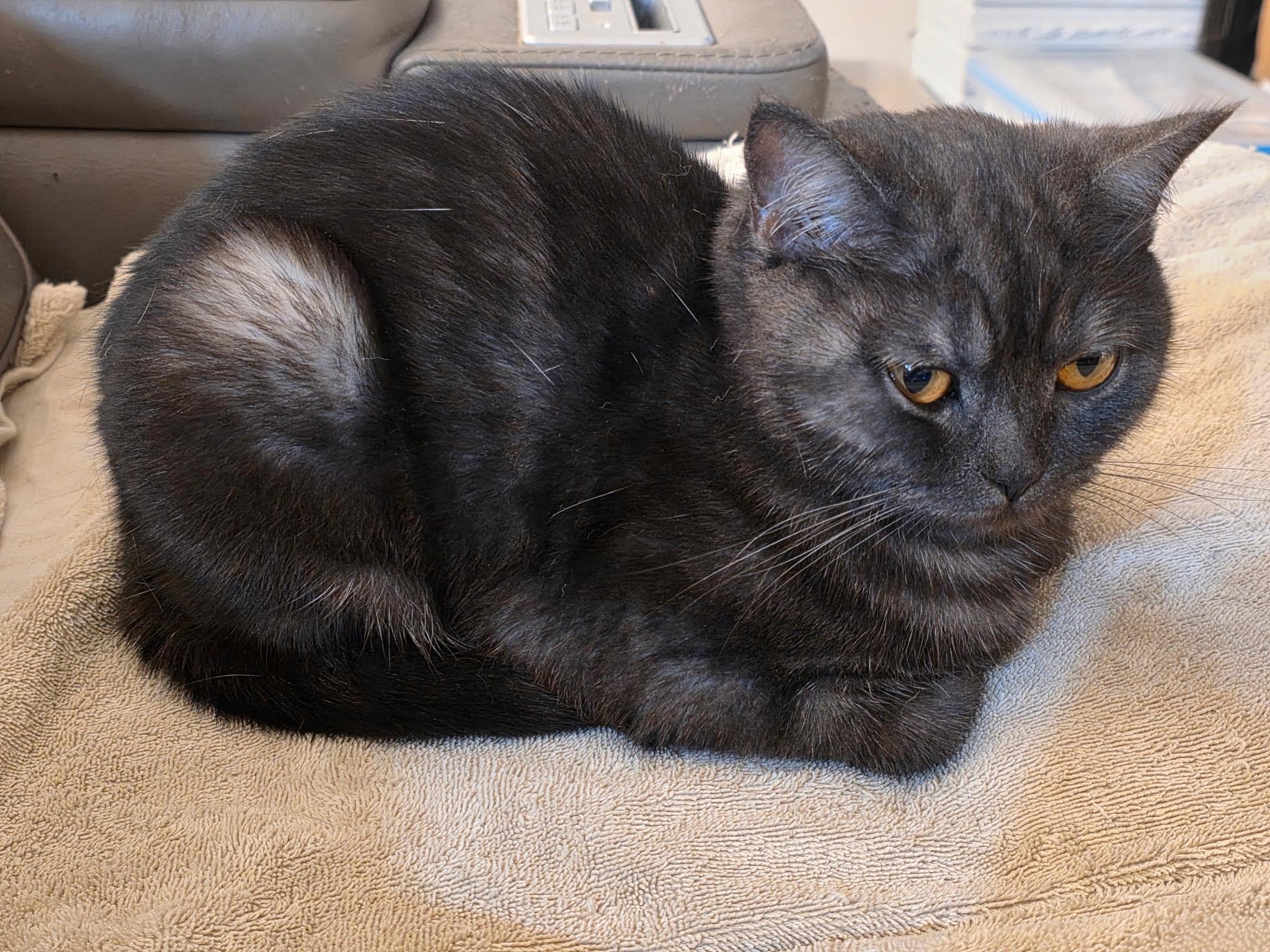 Anastasia, a Adoptable mixed breed in Rio Linda, CA image 4/5