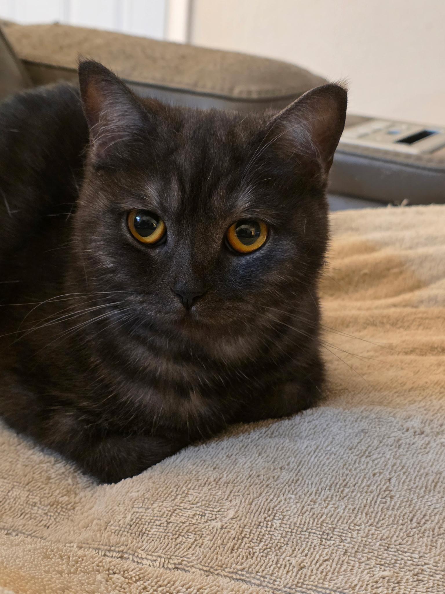 Anastasia, a Adoptable mixed breed in Rio Linda, CA image 2/5