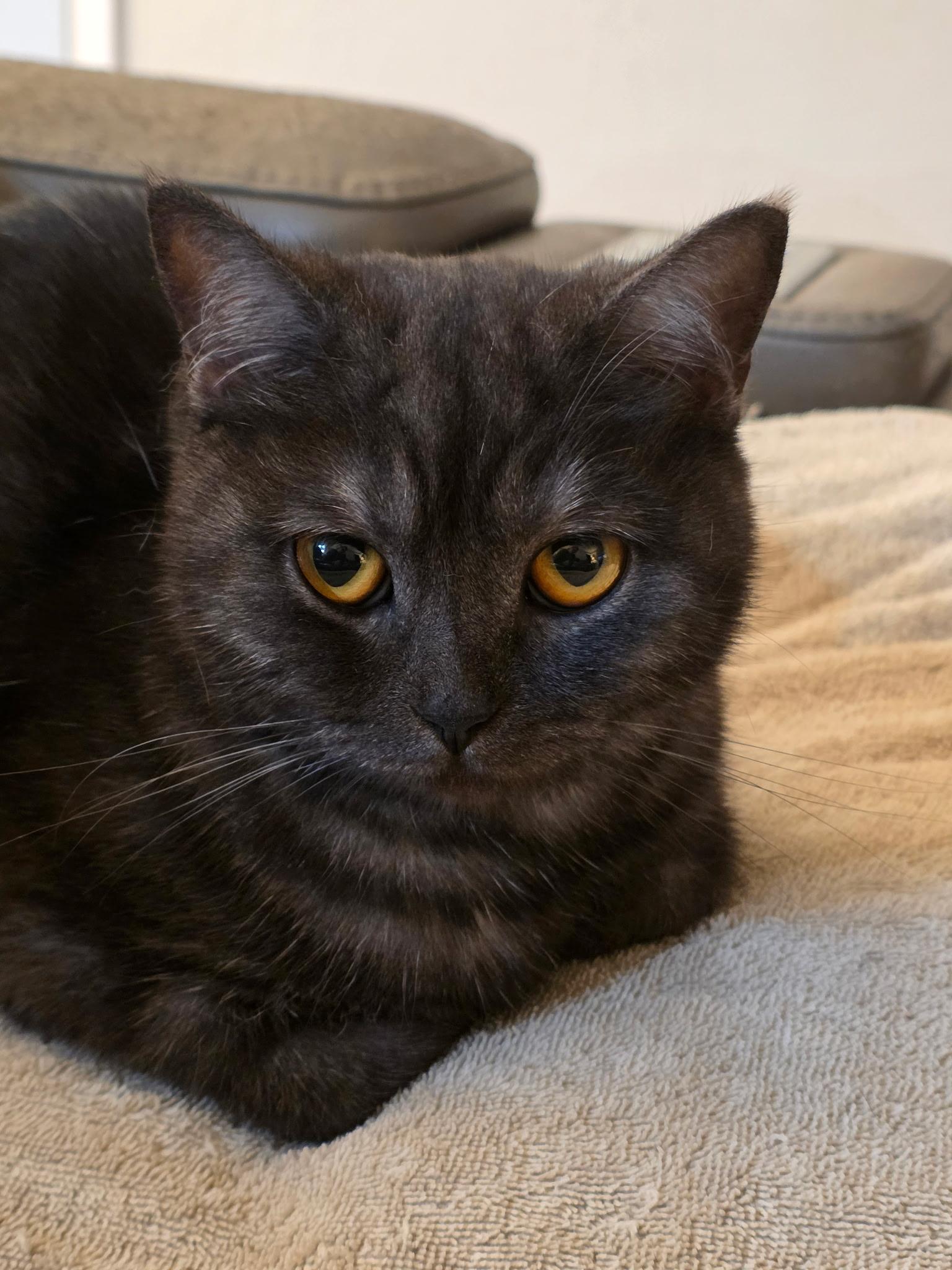 Anastasia, a Adoptable mixed breed in Rio Linda, CA image 3/5