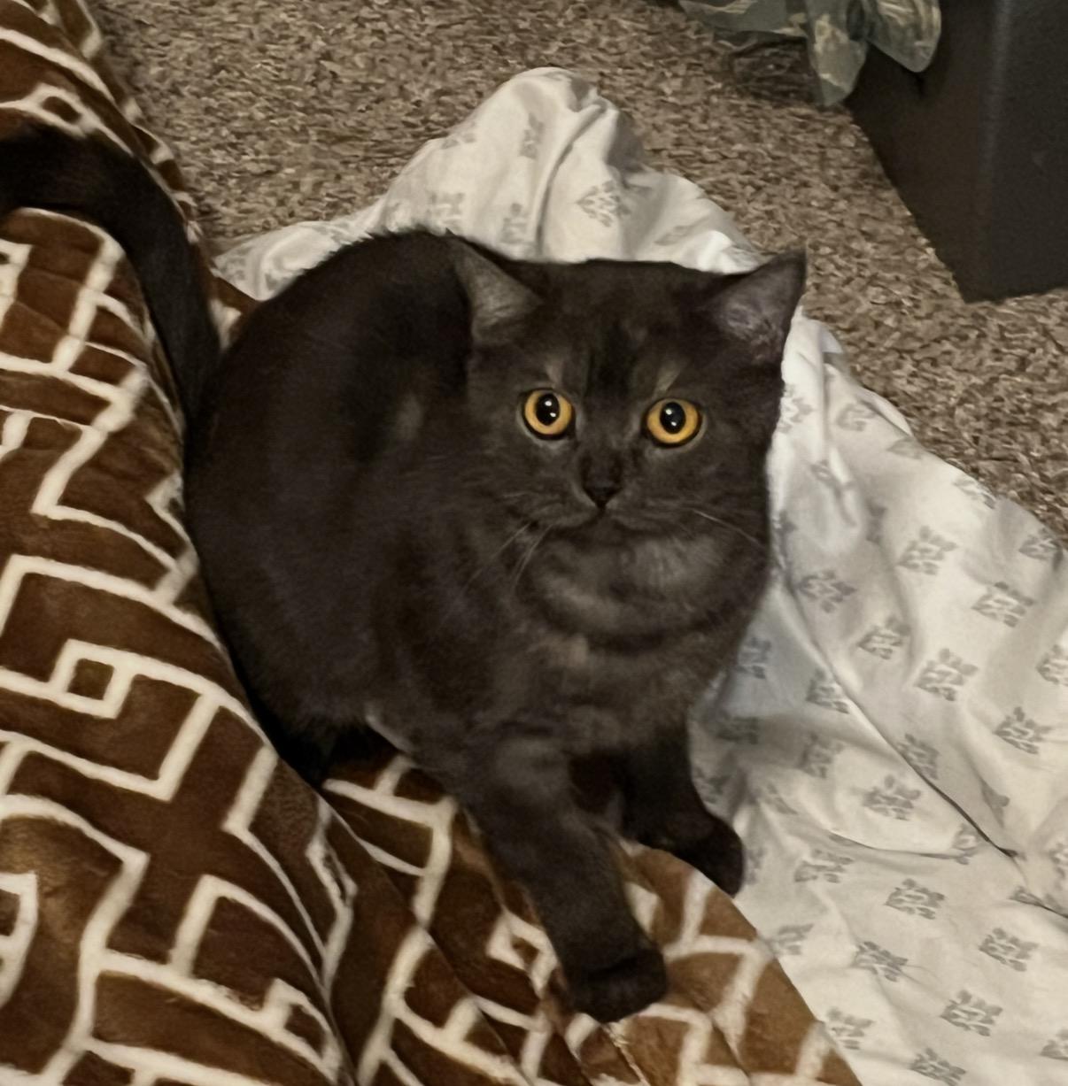 Anastasia, Adoptable, Young Female British Shorthair.