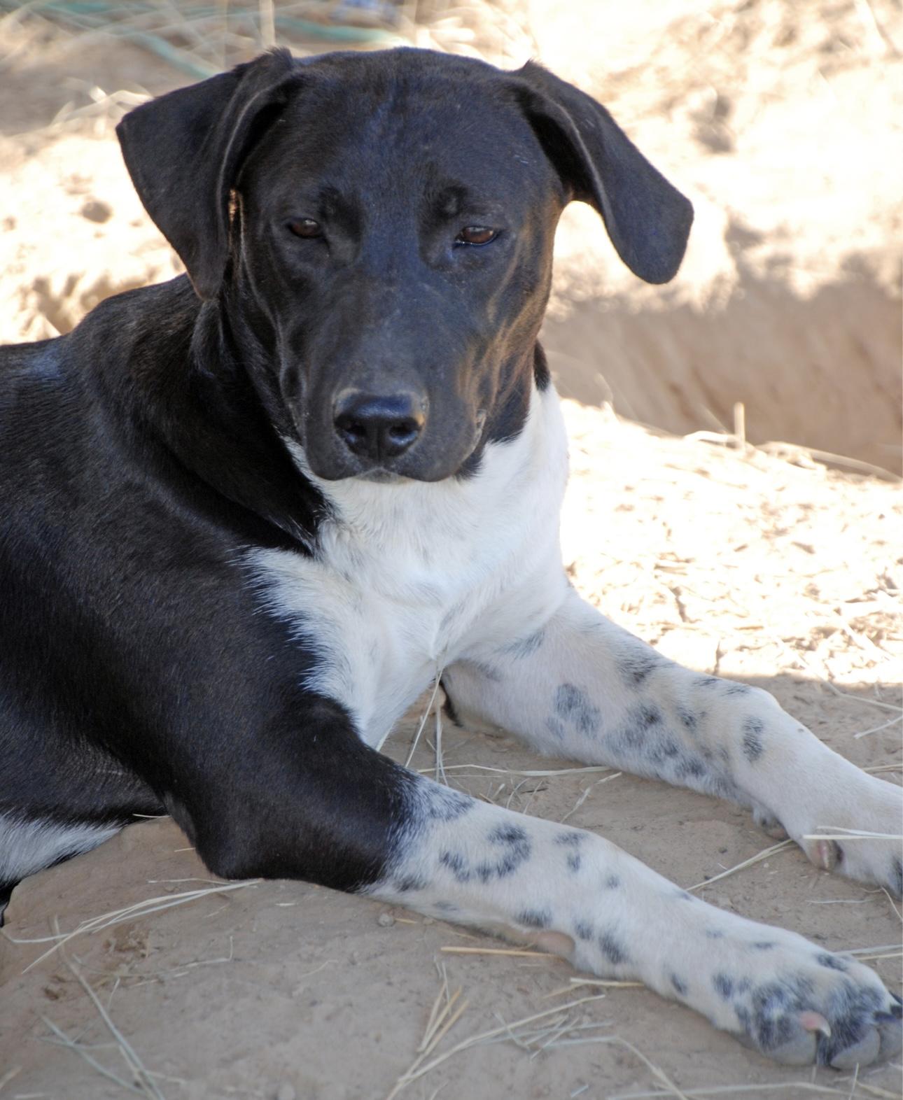 Enlarge Lizzie, a Adoptable mixed breed in Madisonville, TX image 1/4