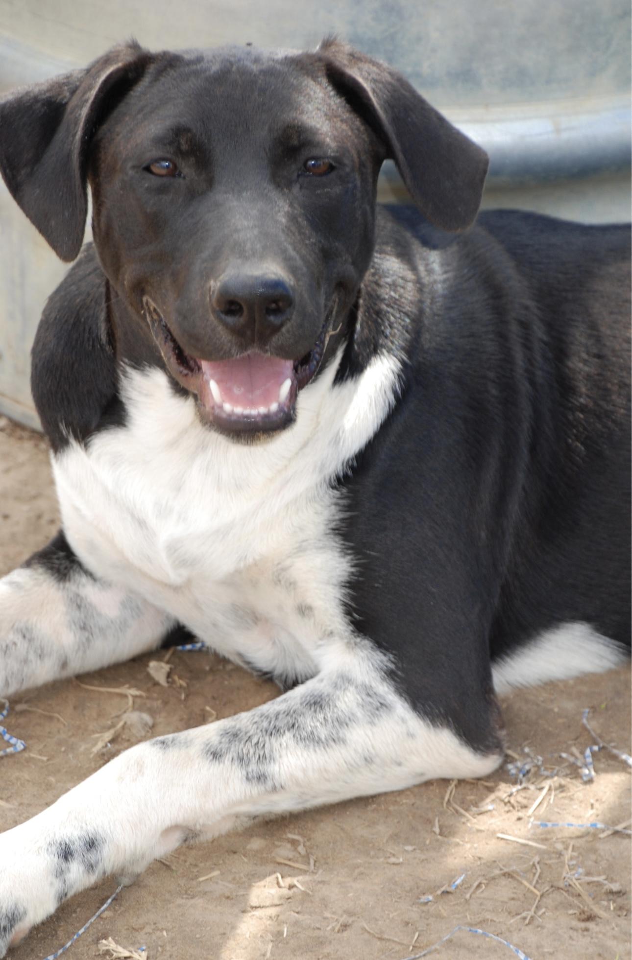 Enlarge Lizzie, a Adoptable mixed breed in Madisonville, TX image 2/4