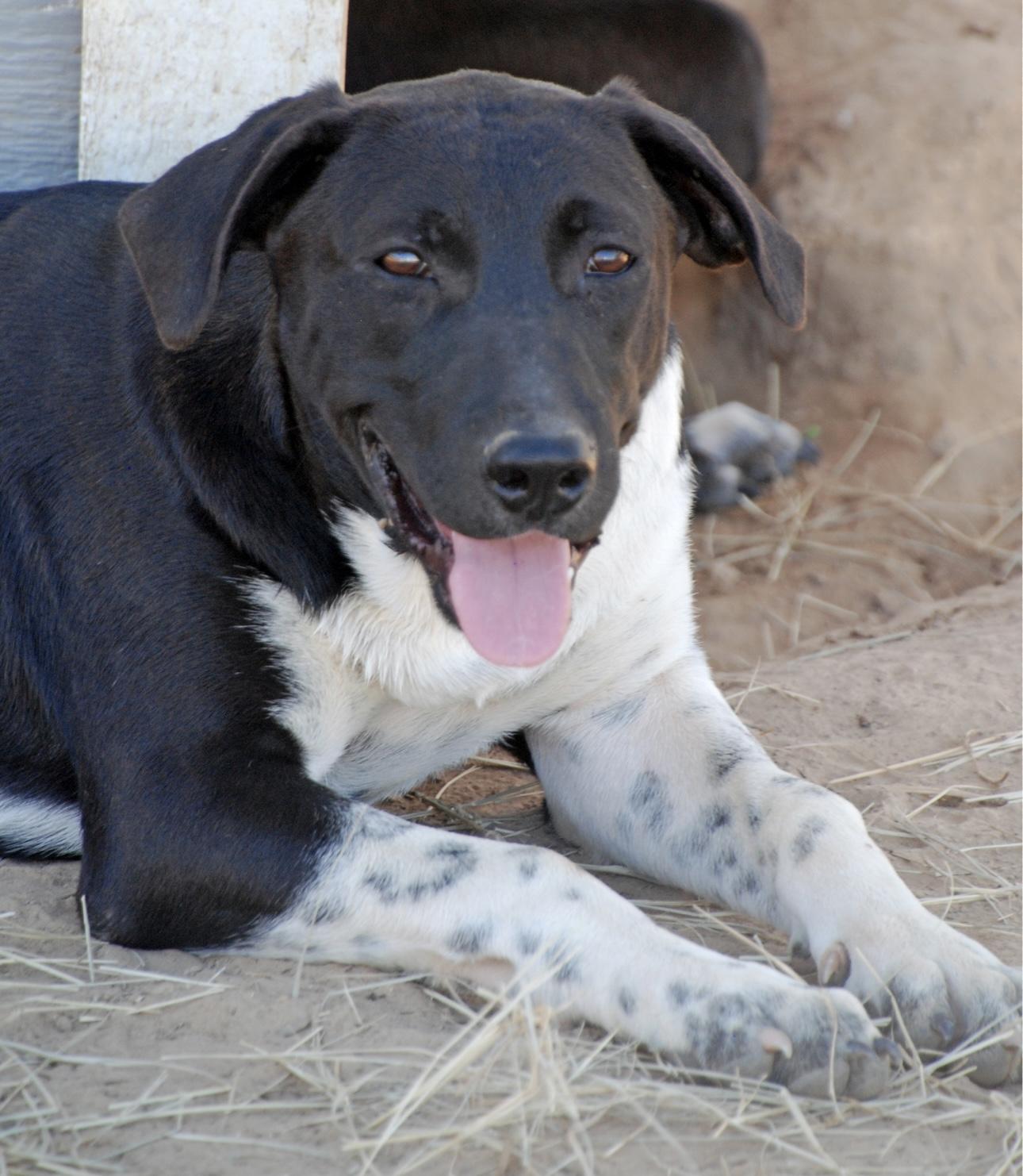 Enlarge Lizzie, a Adoptable mixed breed in Madisonville, TX image 3/4