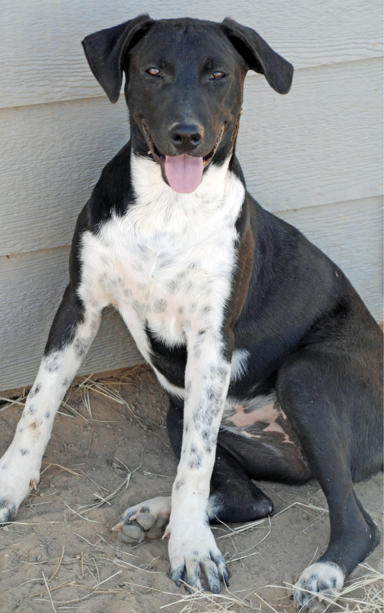 Enlarge Lizzie, a Adoptable mixed breed in Madisonville, TX image 4/4