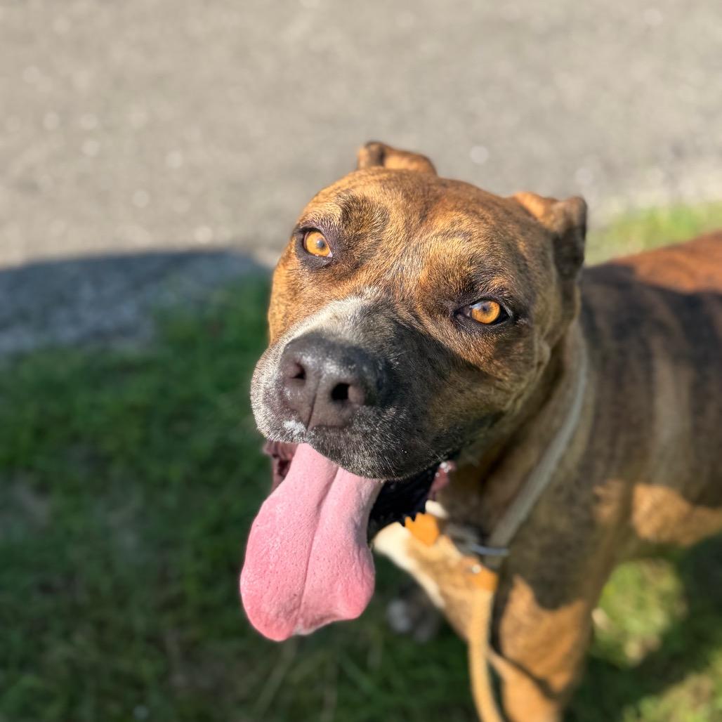 Scooby, Adoptable, Adult Male Mountain Cur & Mixed Breed.