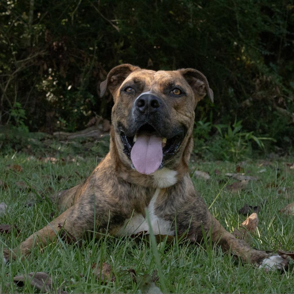 Scooby, a Adoptable mixed breed in QUINCY, FL image 2/4