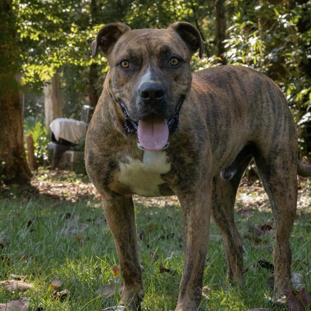 Scooby, a Adoptable mixed breed in QUINCY, FL image 3/4