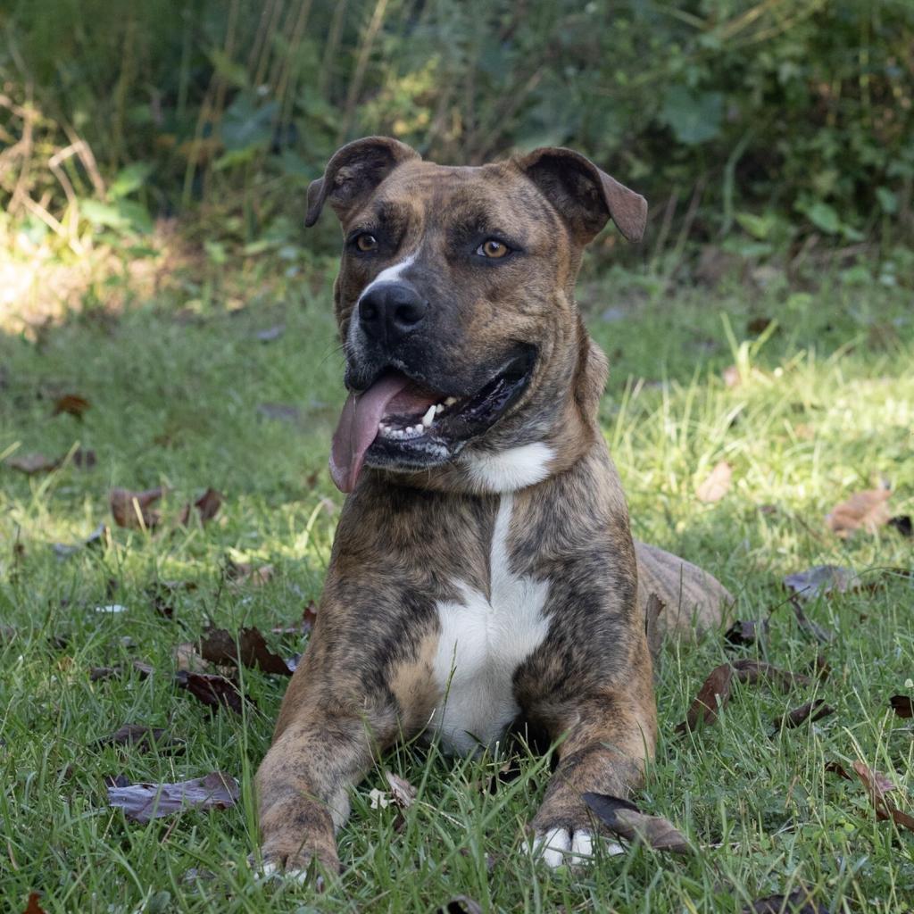 Scooby, a Adoptable mixed breed in QUINCY, FL image 4/4