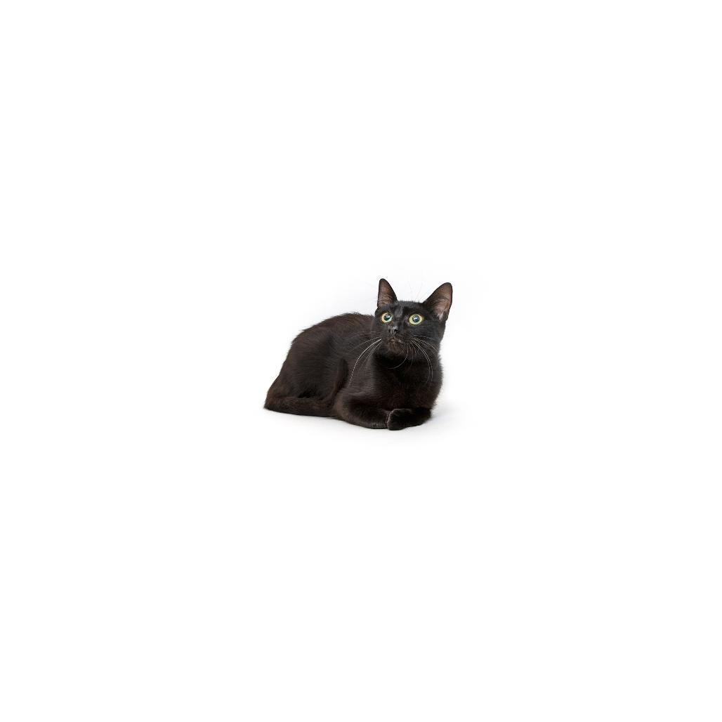 Blackberry, Adoptable, Young Female Domestic Short Hair.