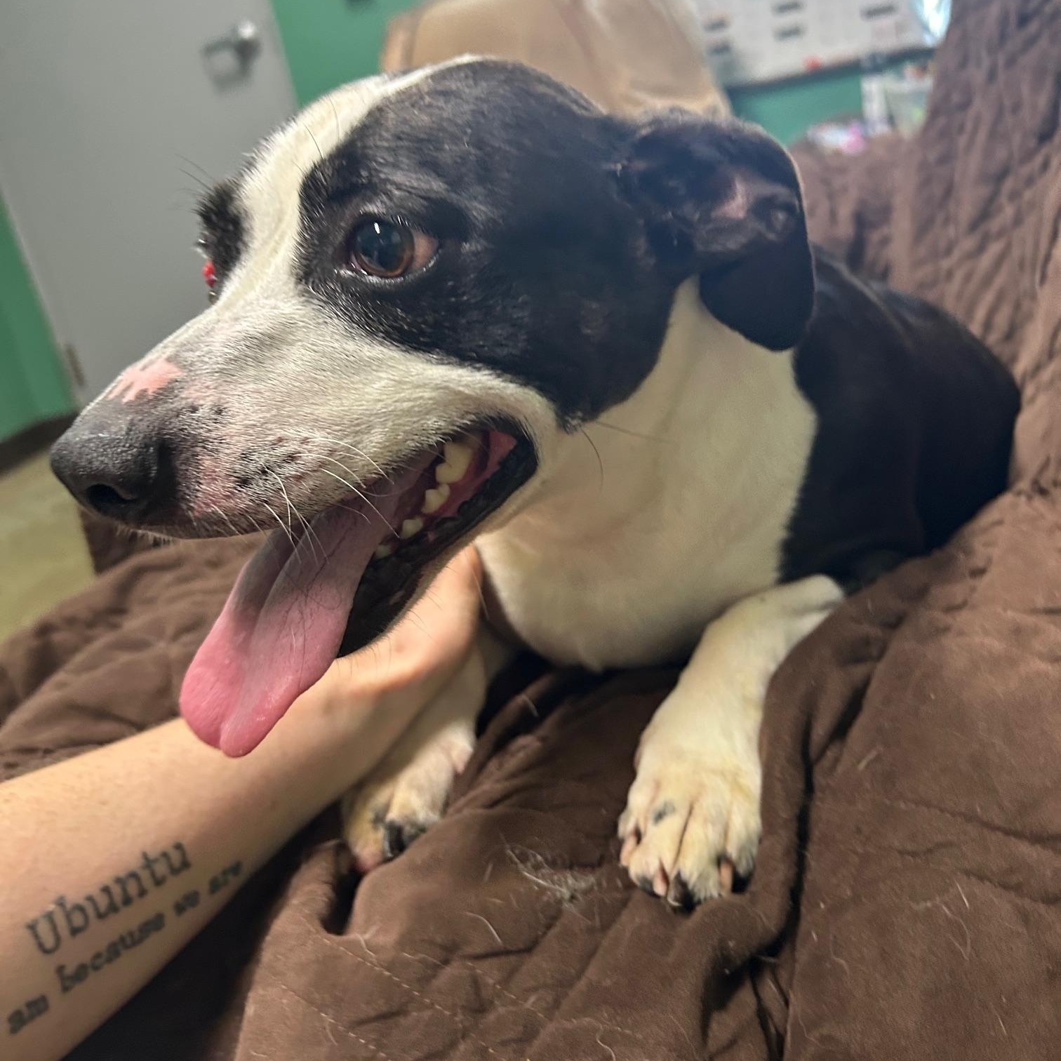 Mork, Adoptable, Adult Male Terrier.