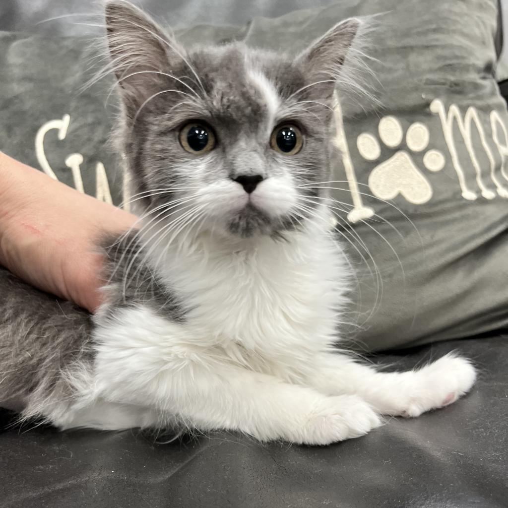 Petal, Adoptable, Adult Female Domestic Medium Hair.