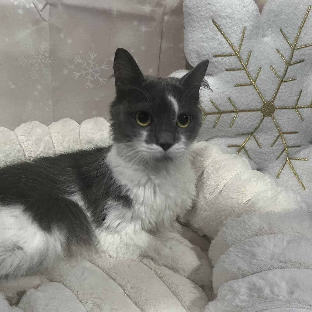 Enlarge Petal, a Adoptable Domestic Medium Hair in Pasadena , MD image 2/3
