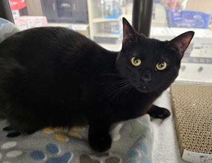 Mileena — thumbnail 2