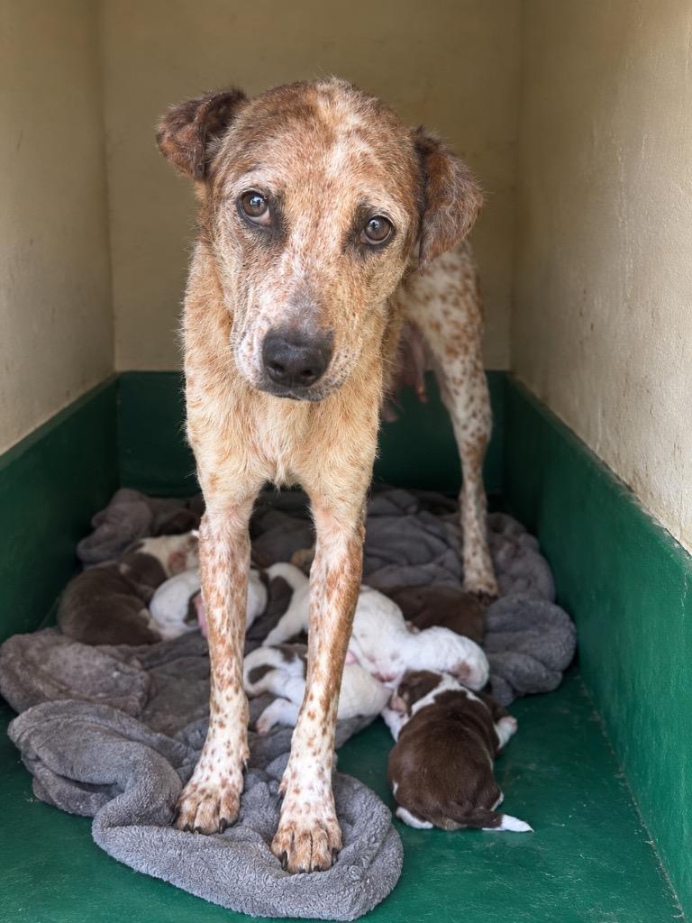 Enlarge Liberty, a Adoptable mixed breed in Centralia, IL image 2/2