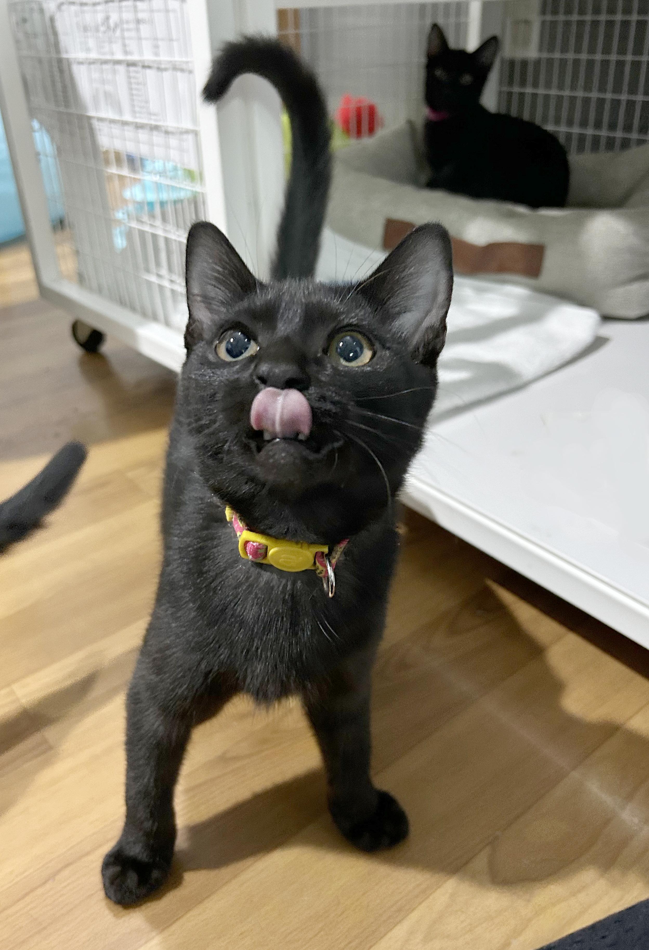 Enlarge Canasta, a Adoptable Domestic Short Hair in Parkville, MO image 6/6