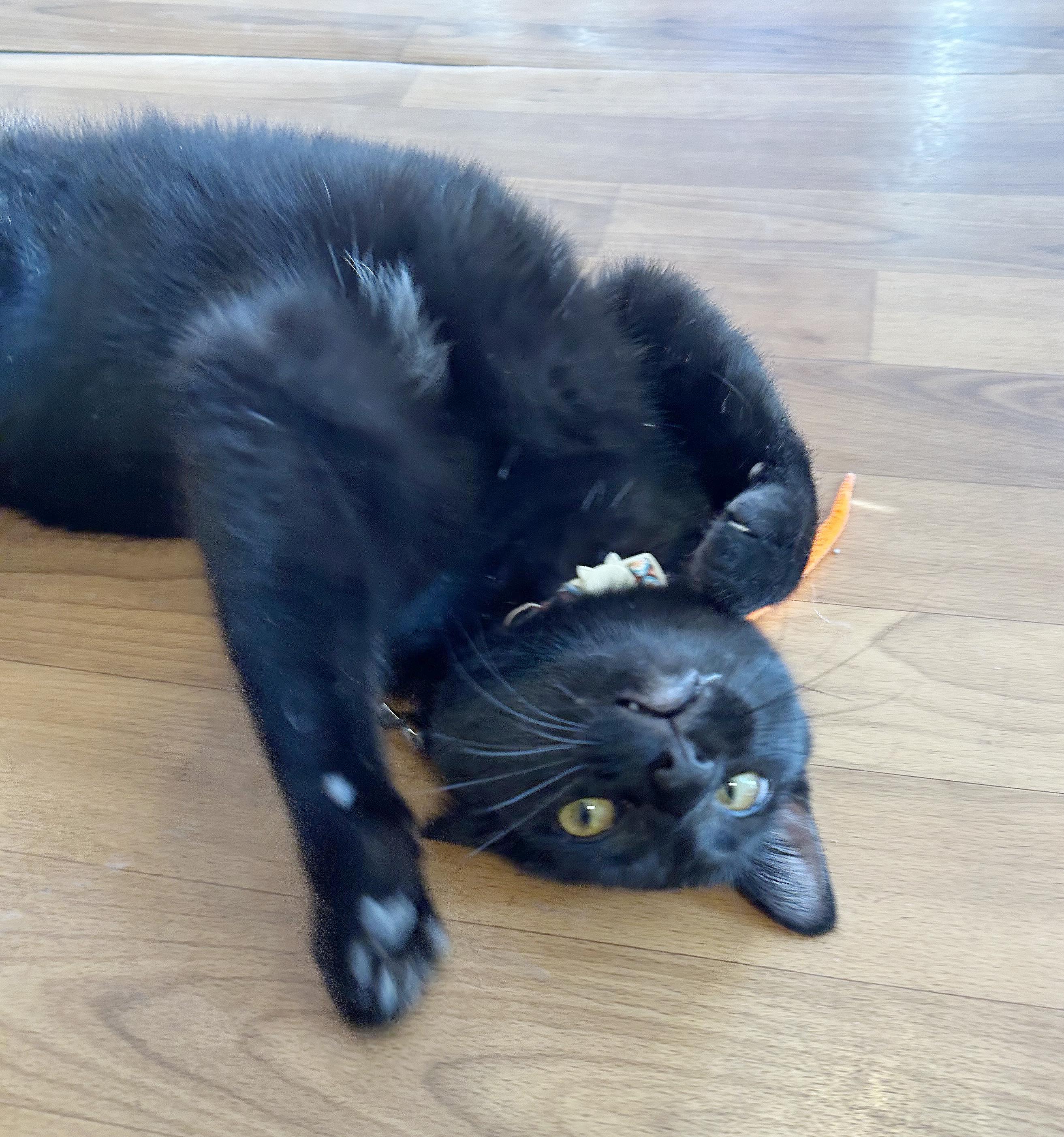 Canasta, Adoptable, Kitten Male Domestic Short Hair.