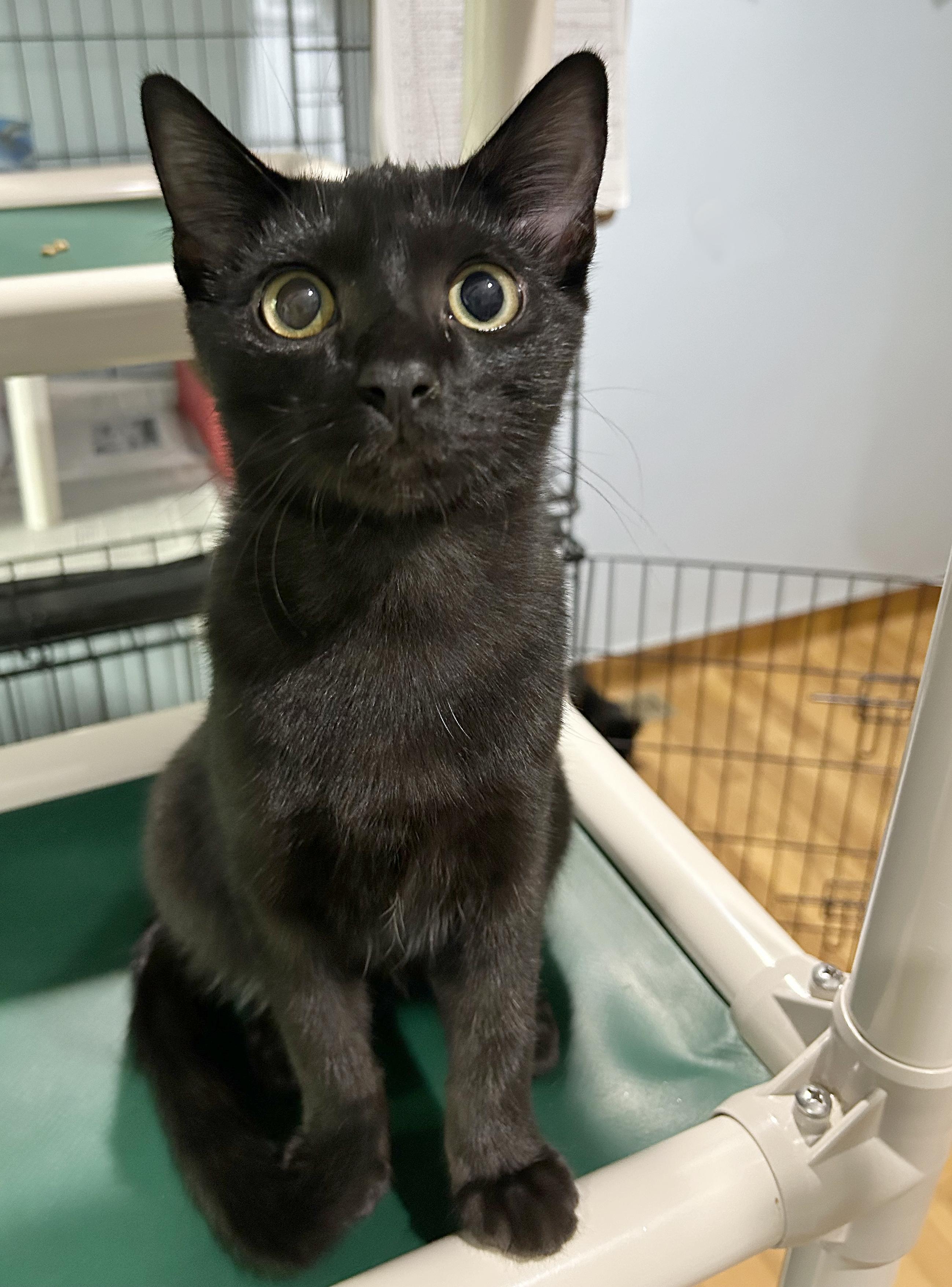 Canasta, Adoptable, Kitten Male Domestic Short Hair.