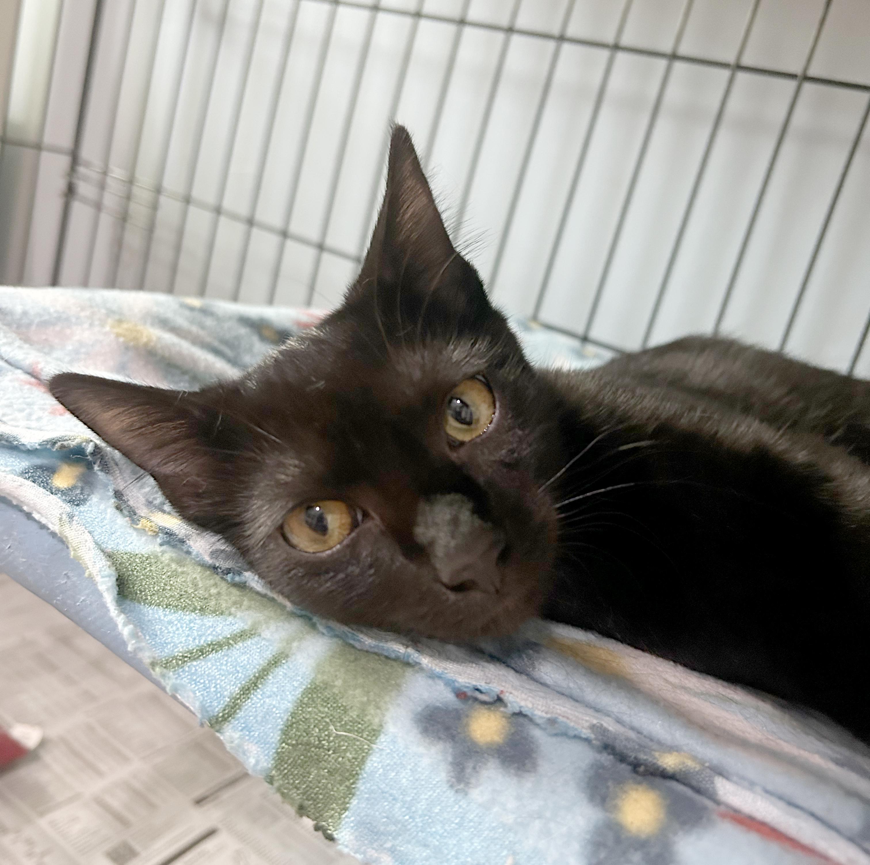 Enlarge Canasta, a Adoptable Domestic Short Hair in Parkville, MO image 4/6