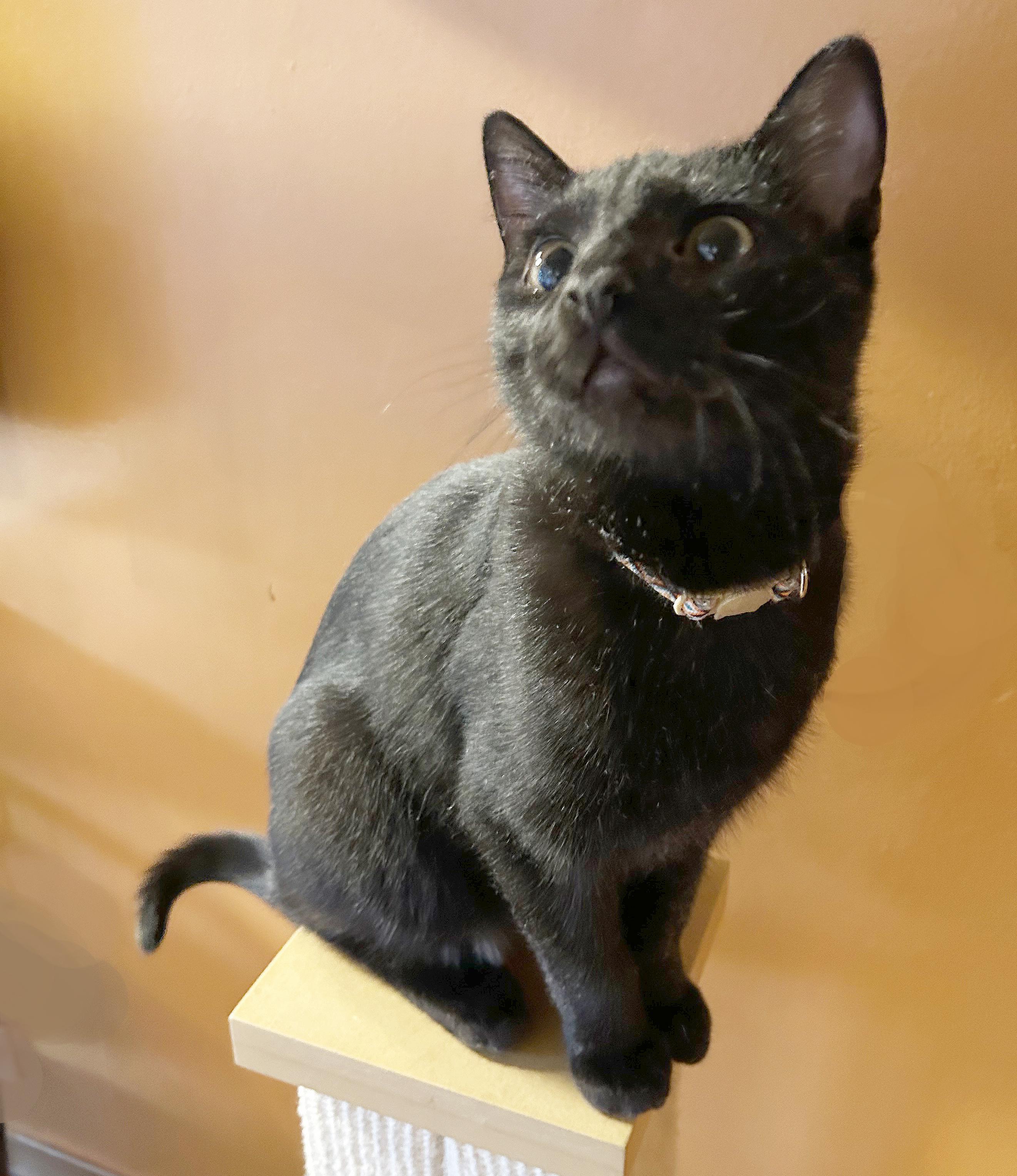 Enlarge Canasta, a Adoptable Domestic Short Hair in Parkville, MO image 1/6