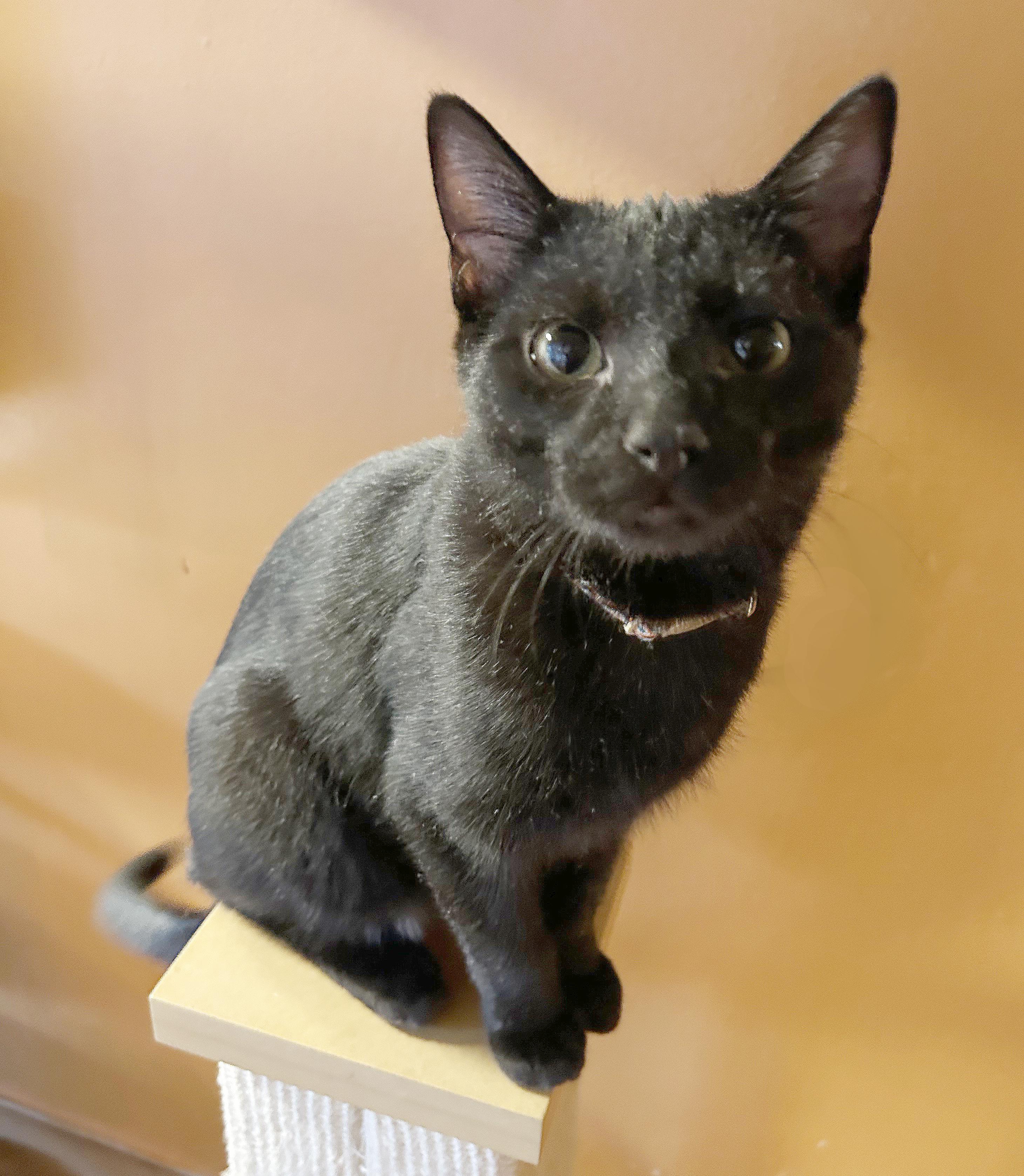 Enlarge Canasta, a Adoptable Domestic Short Hair in Parkville, MO image 2/6