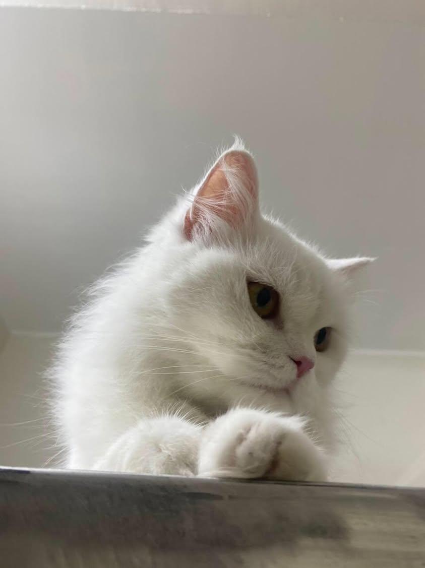 Koka, Adoptable, Adult Female Persian.