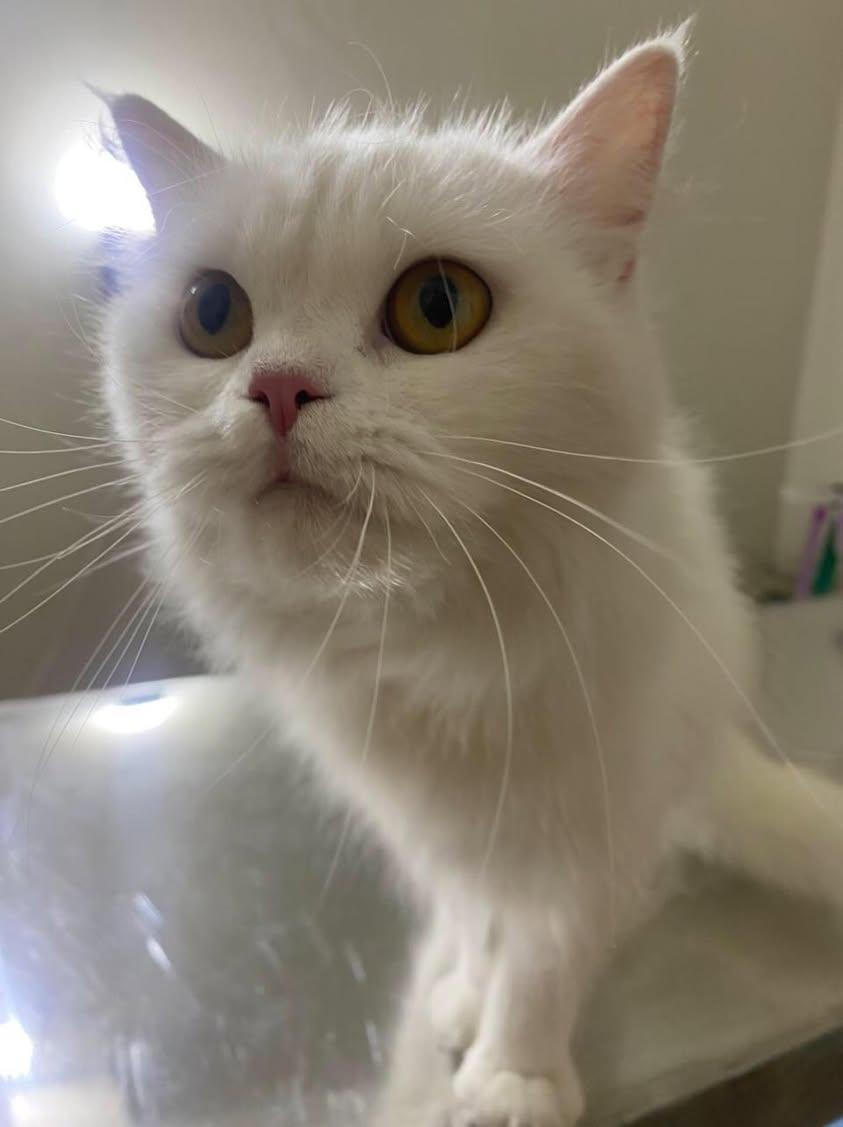 Koka, a Adoptable mixed breed in North York, ON image 2/5