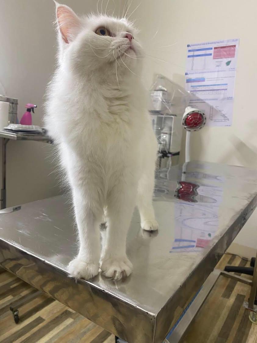 Koka, a Adoptable mixed breed in North York, ON image 3/5