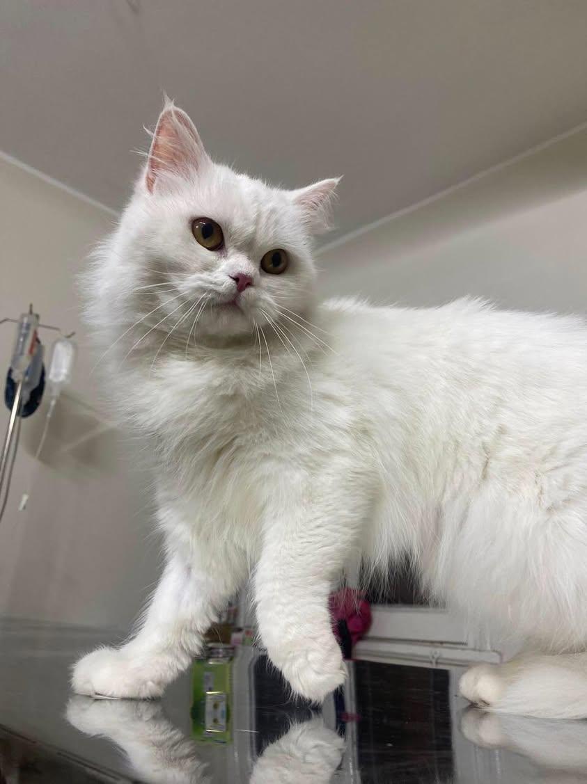 Koka, a Adoptable mixed breed in North York, ON image 4/5