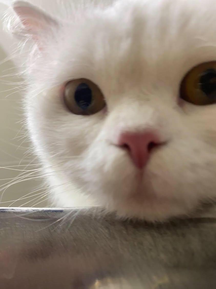 Koka, a Adoptable mixed breed in North York, ON image 5/5