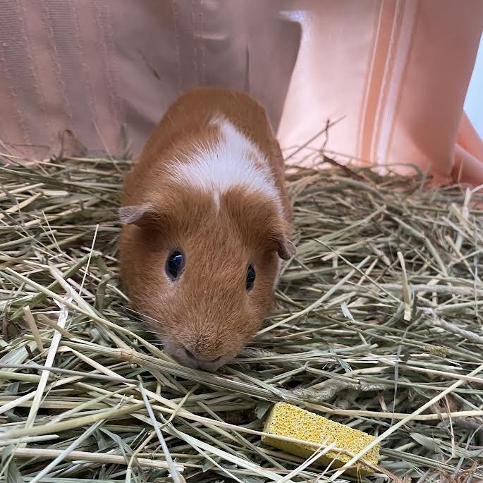 Chicharrone, Adoptable, Adult Male Guinea Pig.