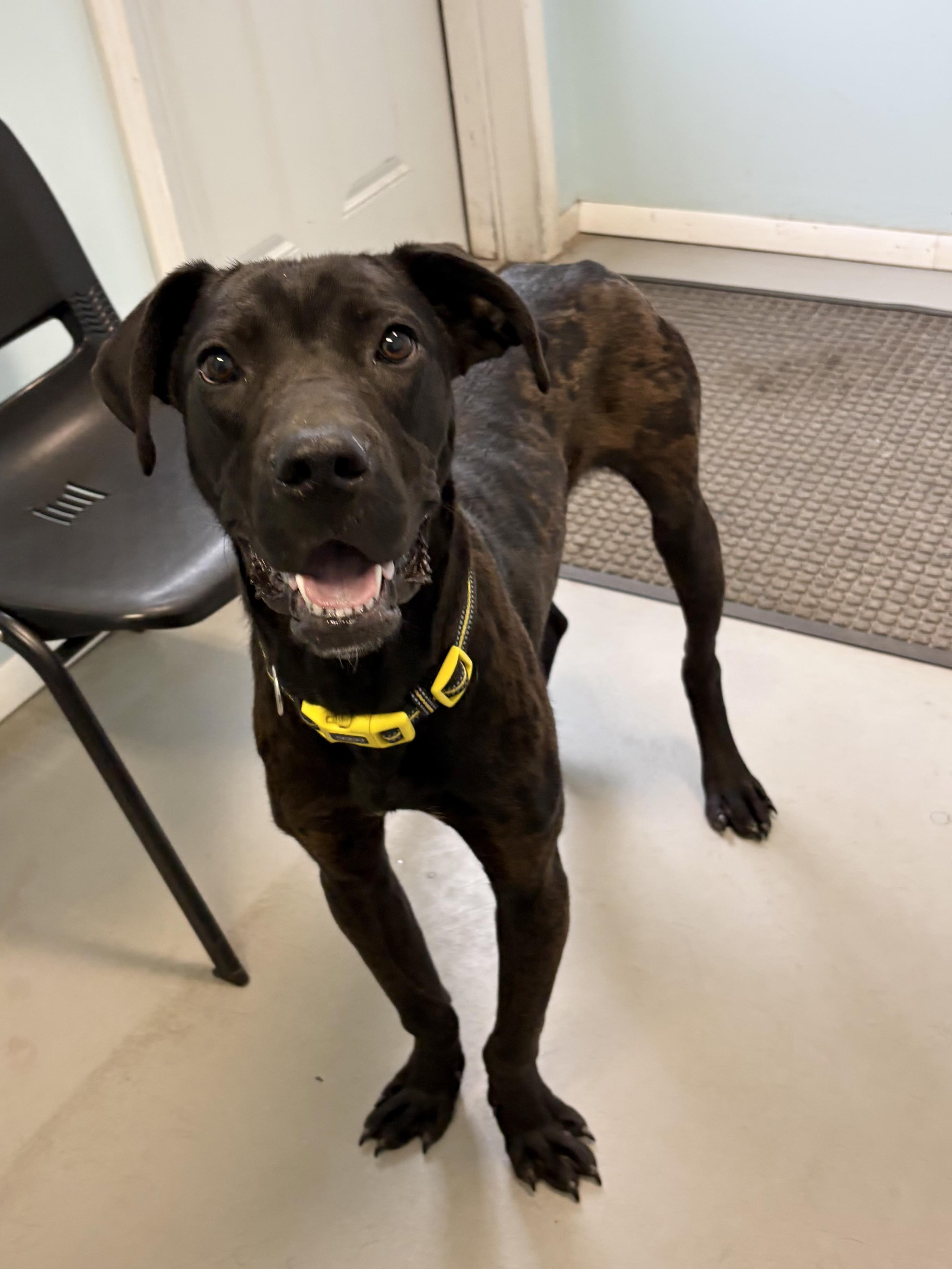 Enlarge Duke, a ADOPTABLE mixed breed in Big Rapids, MI image 3/3