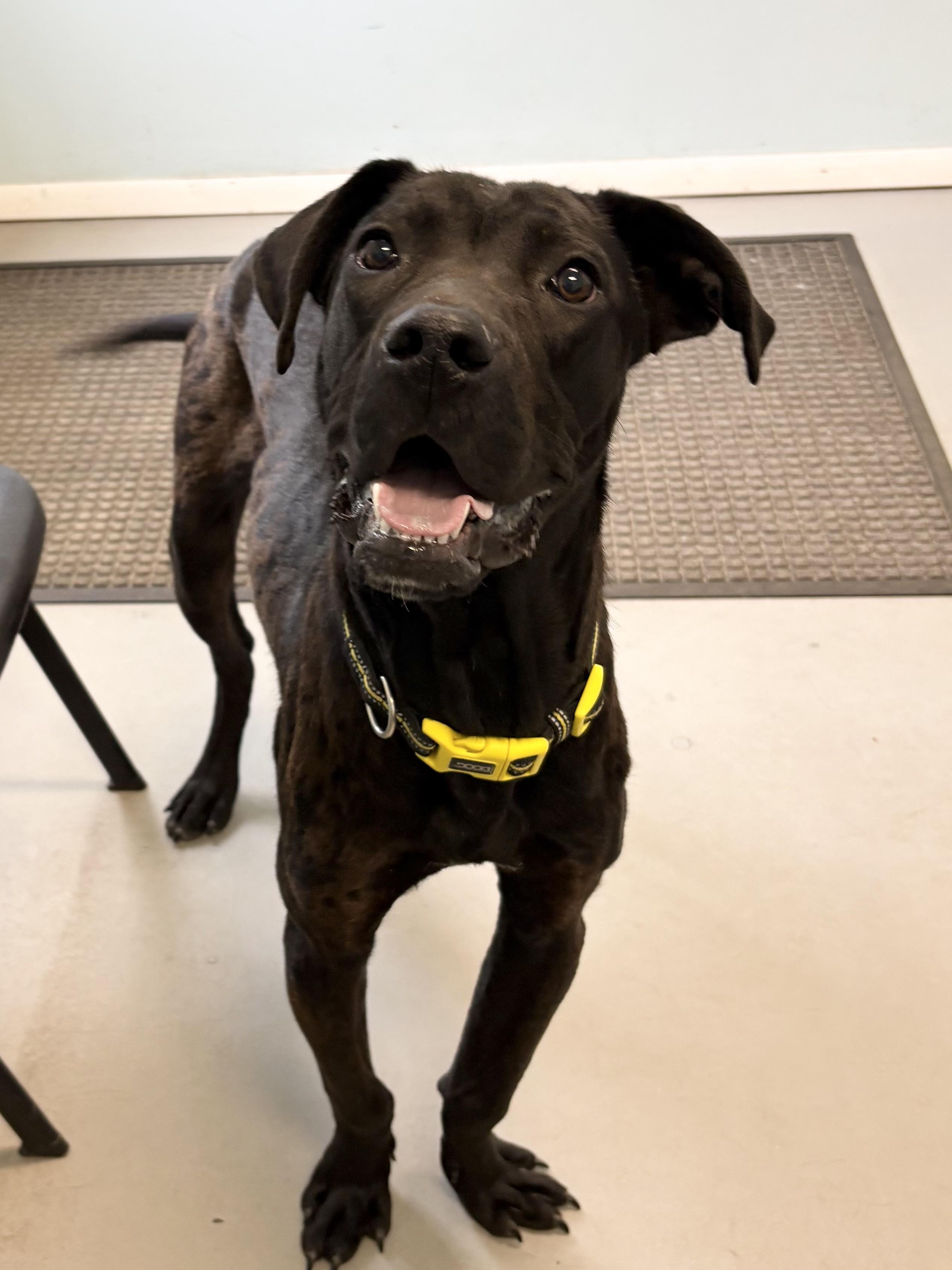 Enlarge Duke, a ADOPTABLE mixed breed in Big Rapids, MI image 1/3