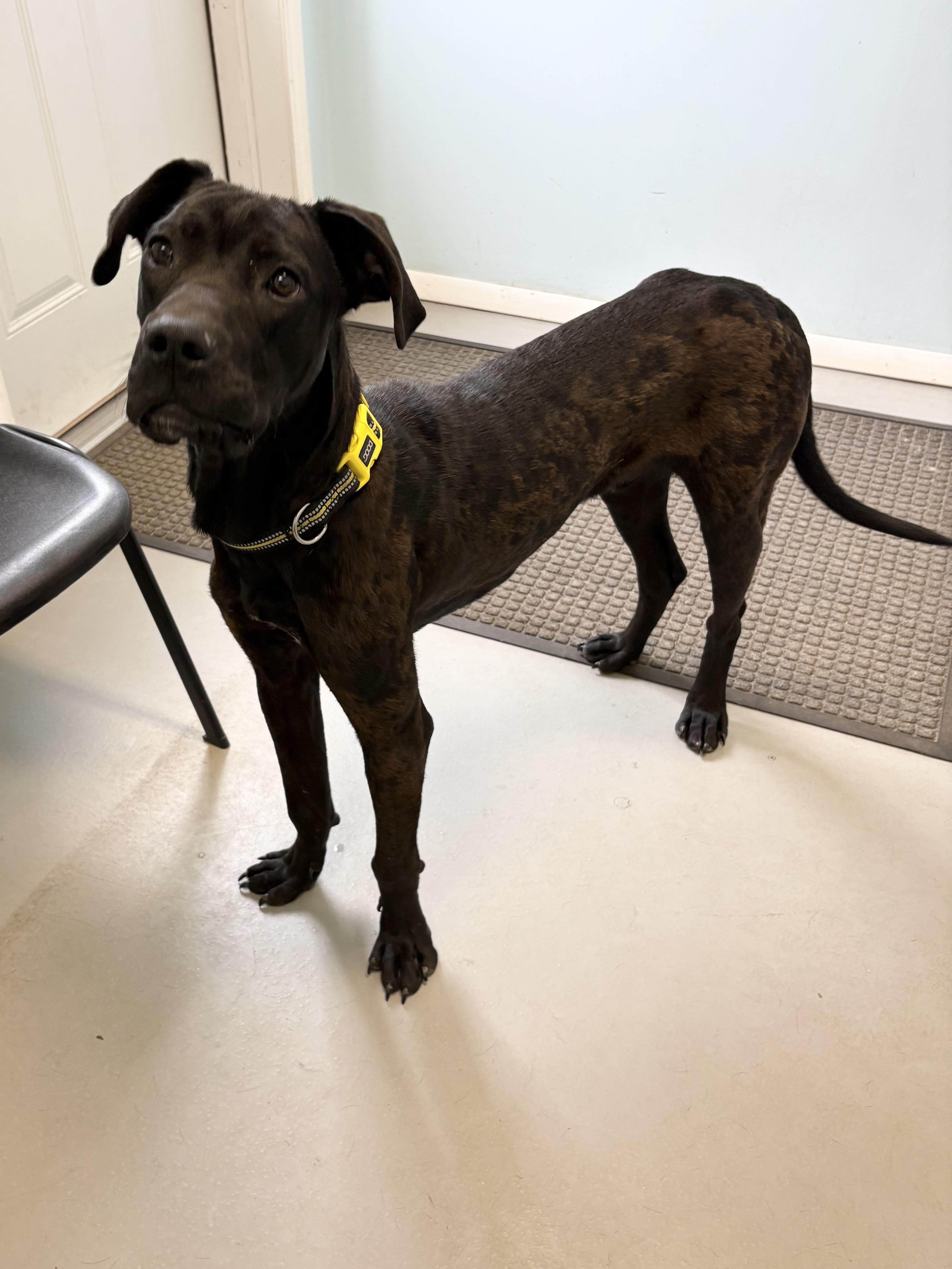 Enlarge Duke, a ADOPTABLE mixed breed in Big Rapids, MI image 2/3