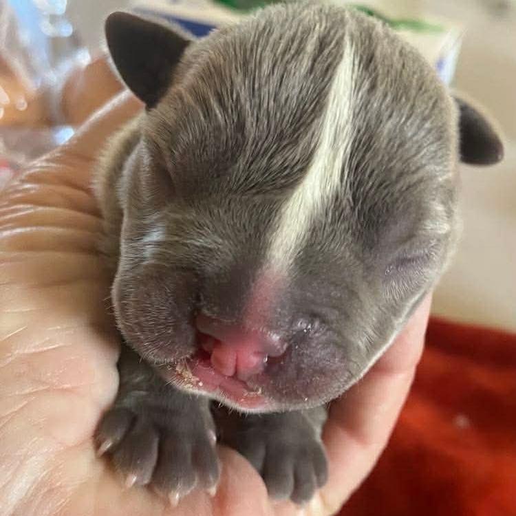 Butch Cassidy, Adoptable, Puppy Male Pit Bull Terrier.