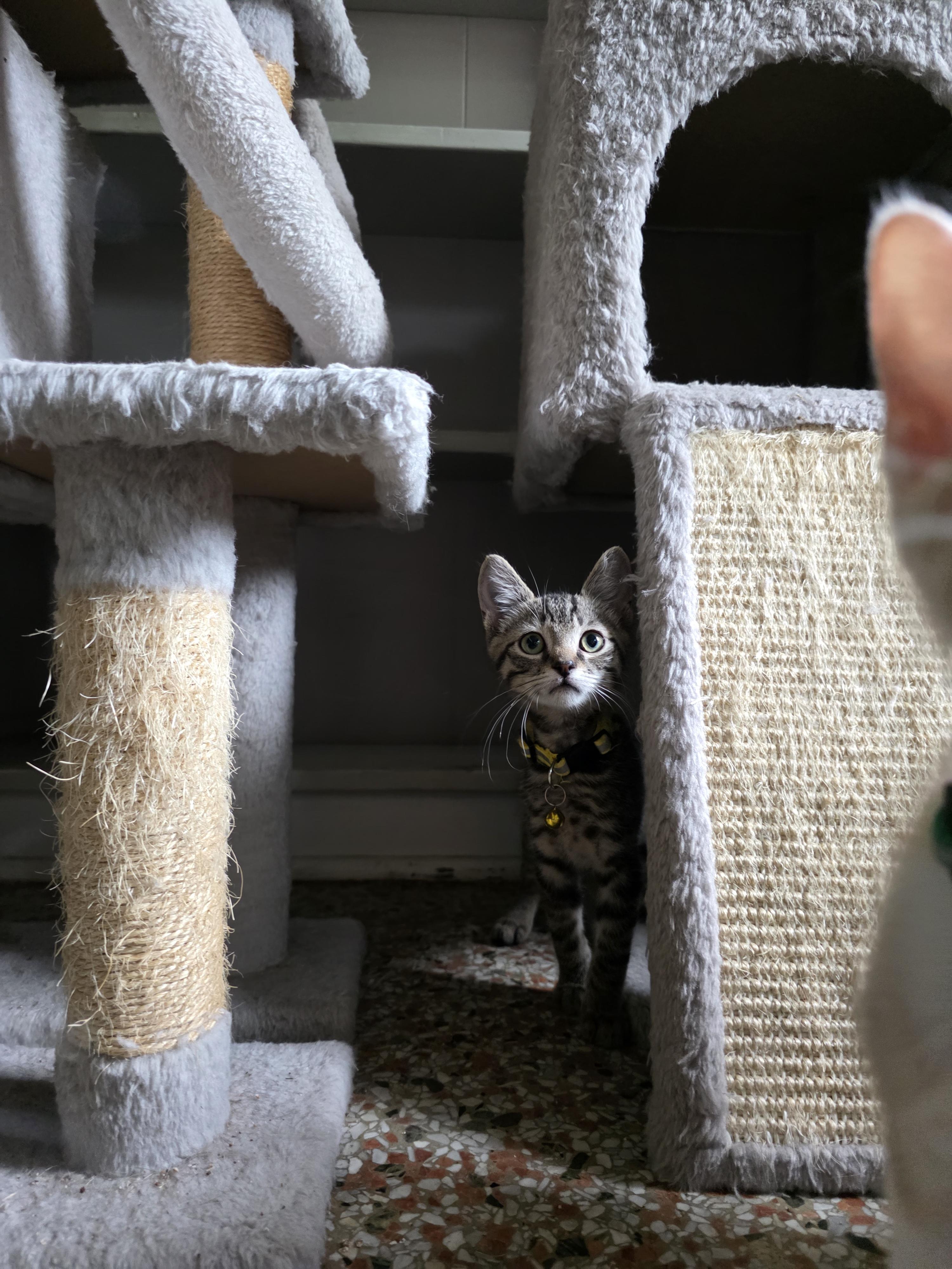Vlad, Adoptable, Kitten Male Domestic Short Hair.
