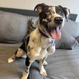 Enlarge Katla , an adopted Mixed Breed in Lansing, MI image 2/4