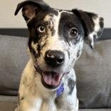 Enlarge Katla , an adopted Mixed Breed in Lansing, MI image 1/4