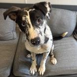 Enlarge Katla , an adopted Mixed Breed in Lansing, MI image 4/4