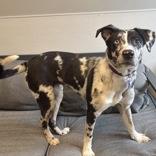 Enlarge Katla , an adopted Mixed Breed in Lansing, MI image 3/4
