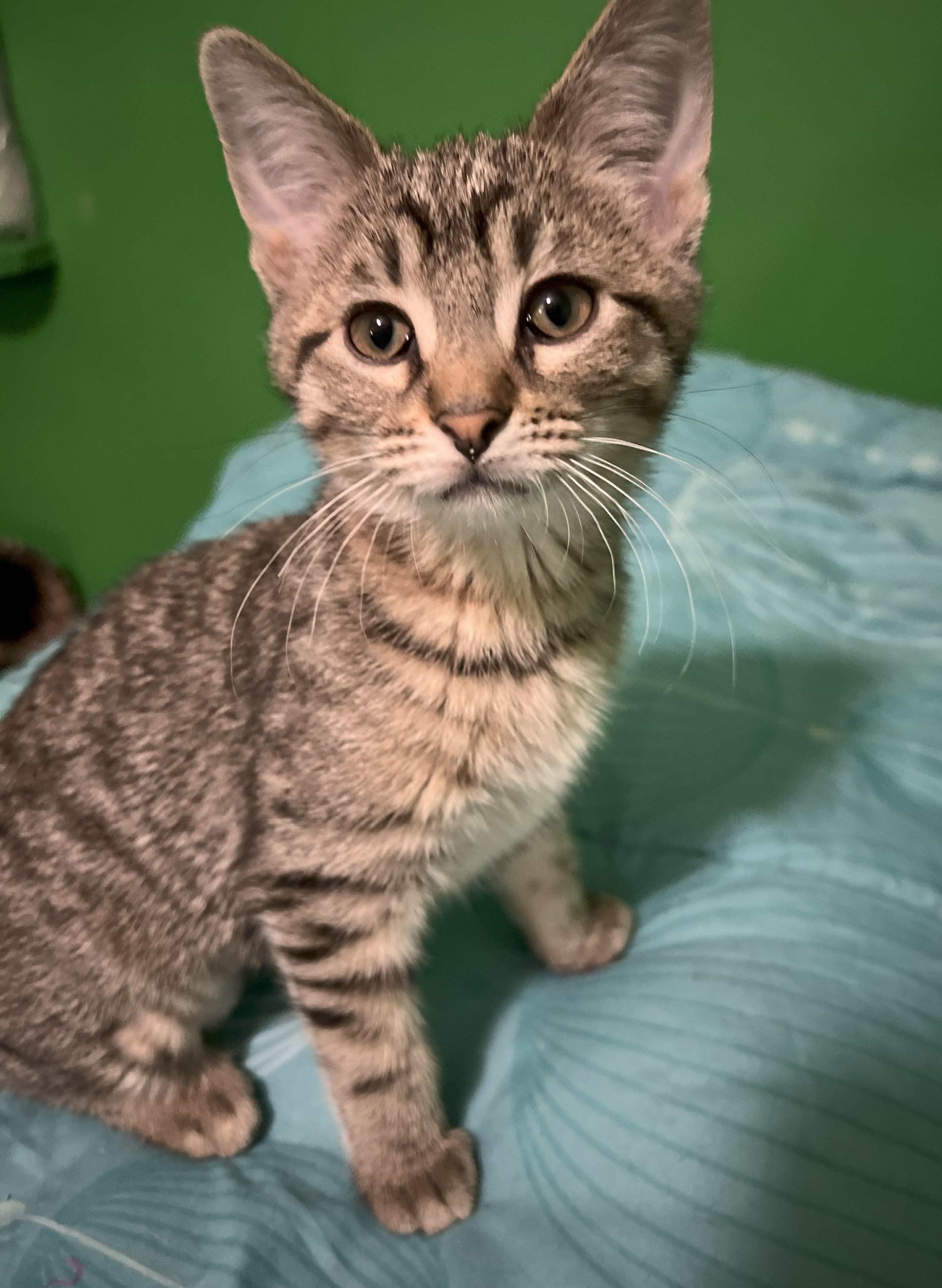 DAKOTA, Adoptable, Young Male Domestic Short Hair.