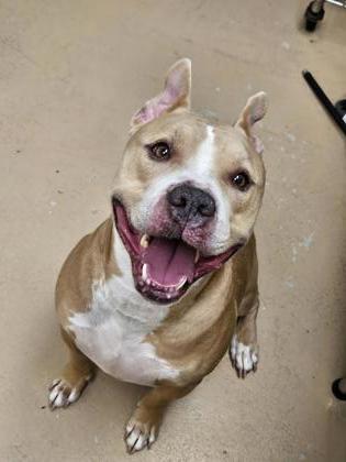 Prince, Adoptable, Adult Male Pit Bull Terrier & Mixed Breed.