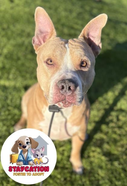 Enlarge Prince, a Adoptable mixed breed in Phoenix, AZ image 2/3