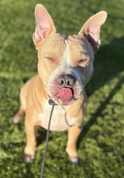 Enlarge Prince, a Adoptable mixed breed in Phoenix, AZ image 3/3