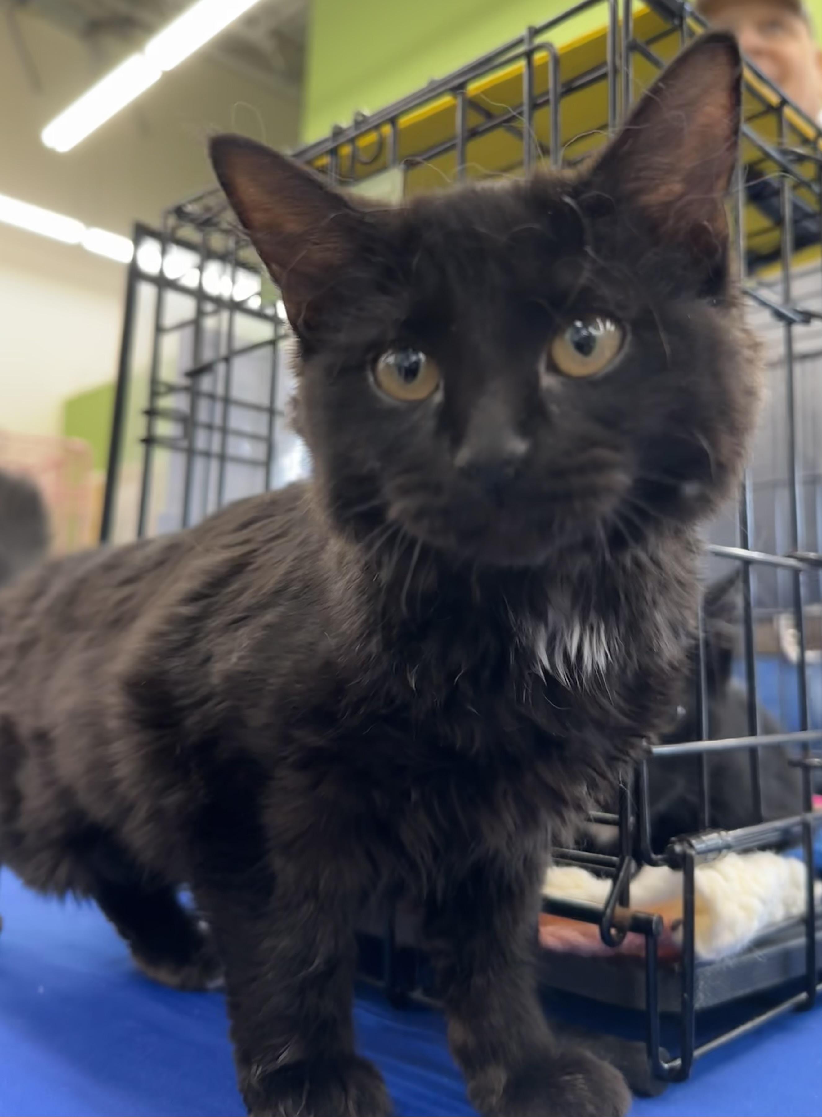 Cocoa Puff, adopted, Kitten Female Domestic Long Hair.