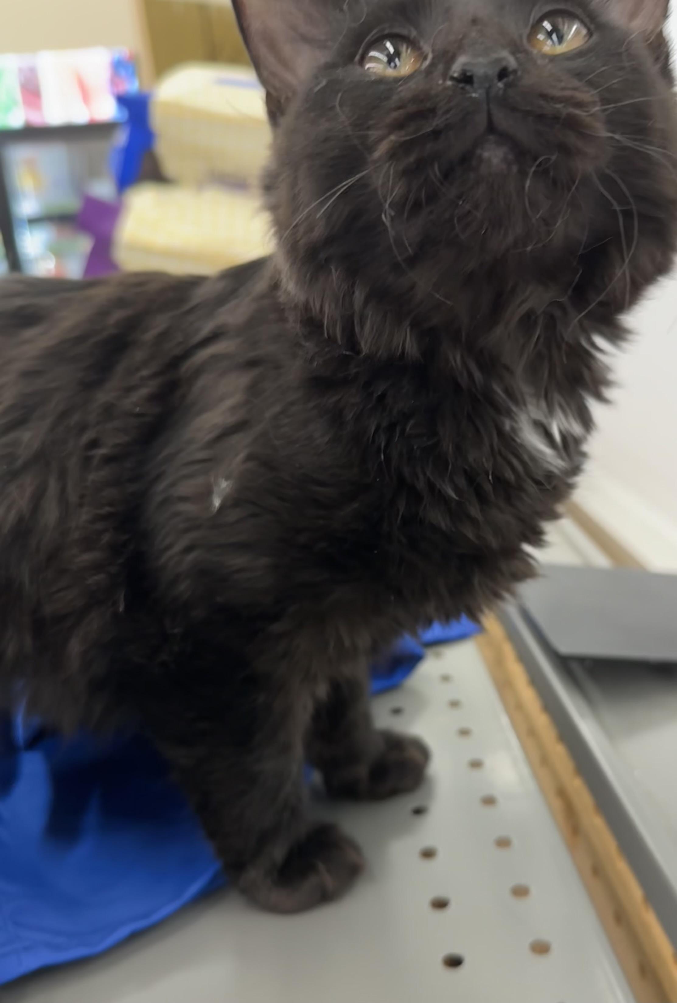 Enlarge Cocoa Puff, an adopted Domestic Long Hair in Easley, SC image 3/3