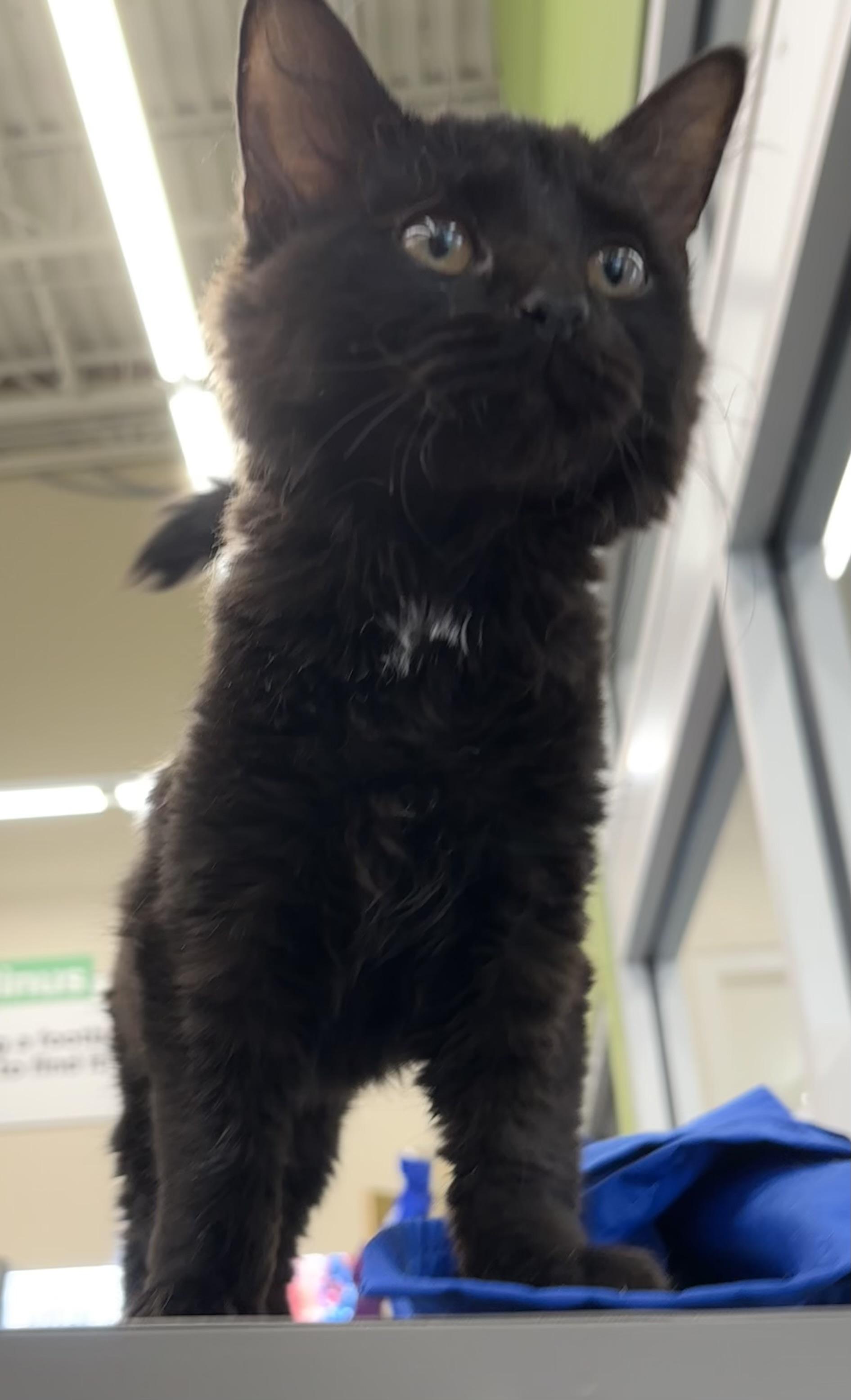 Enlarge Cocoa Puff, an adopted Domestic Long Hair in Easley, SC image 2/3