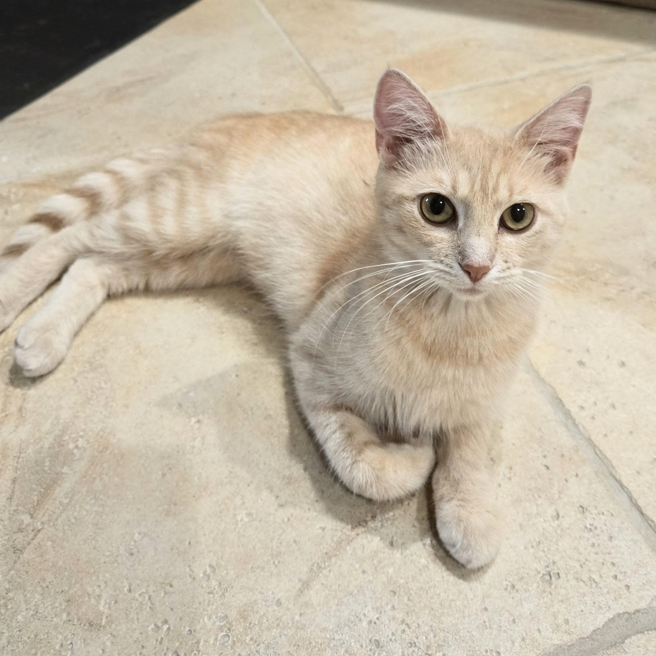 Enlarge Dolly Pawton, a Adoptable American Shorthair in Staten Island, NY image 3/6